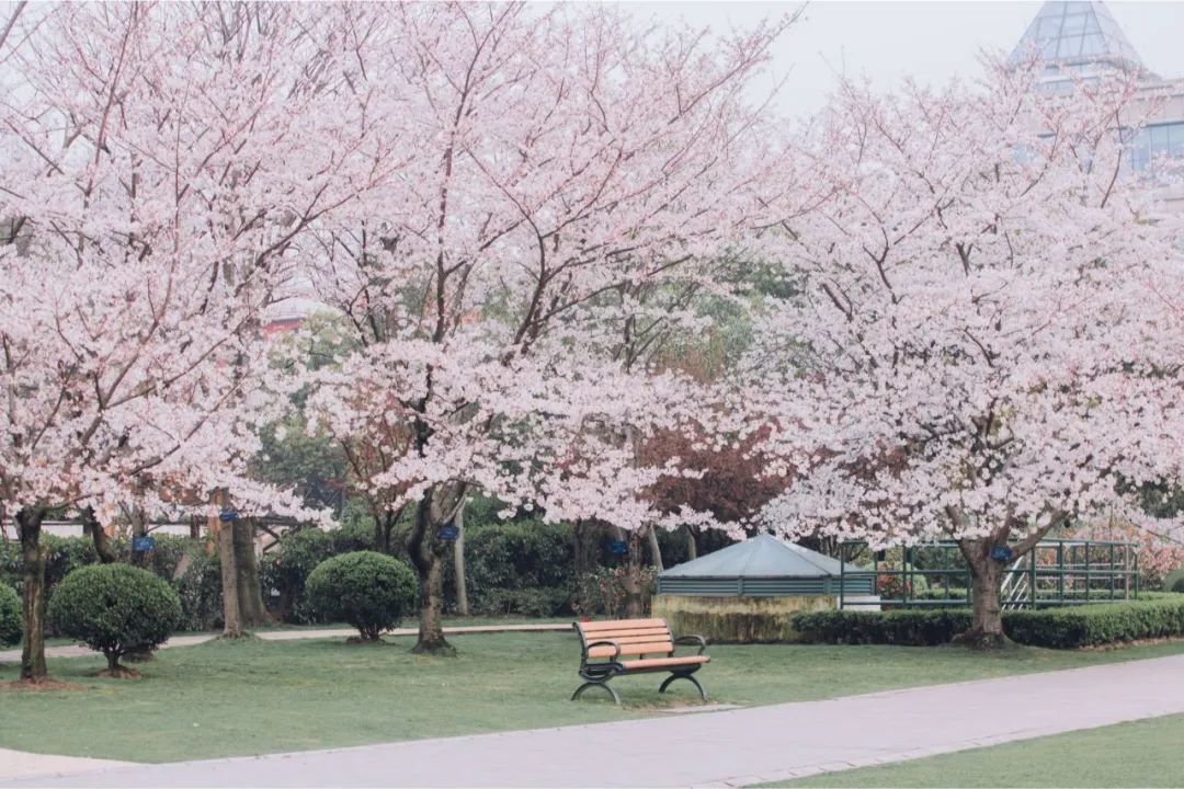 樱花.jpg