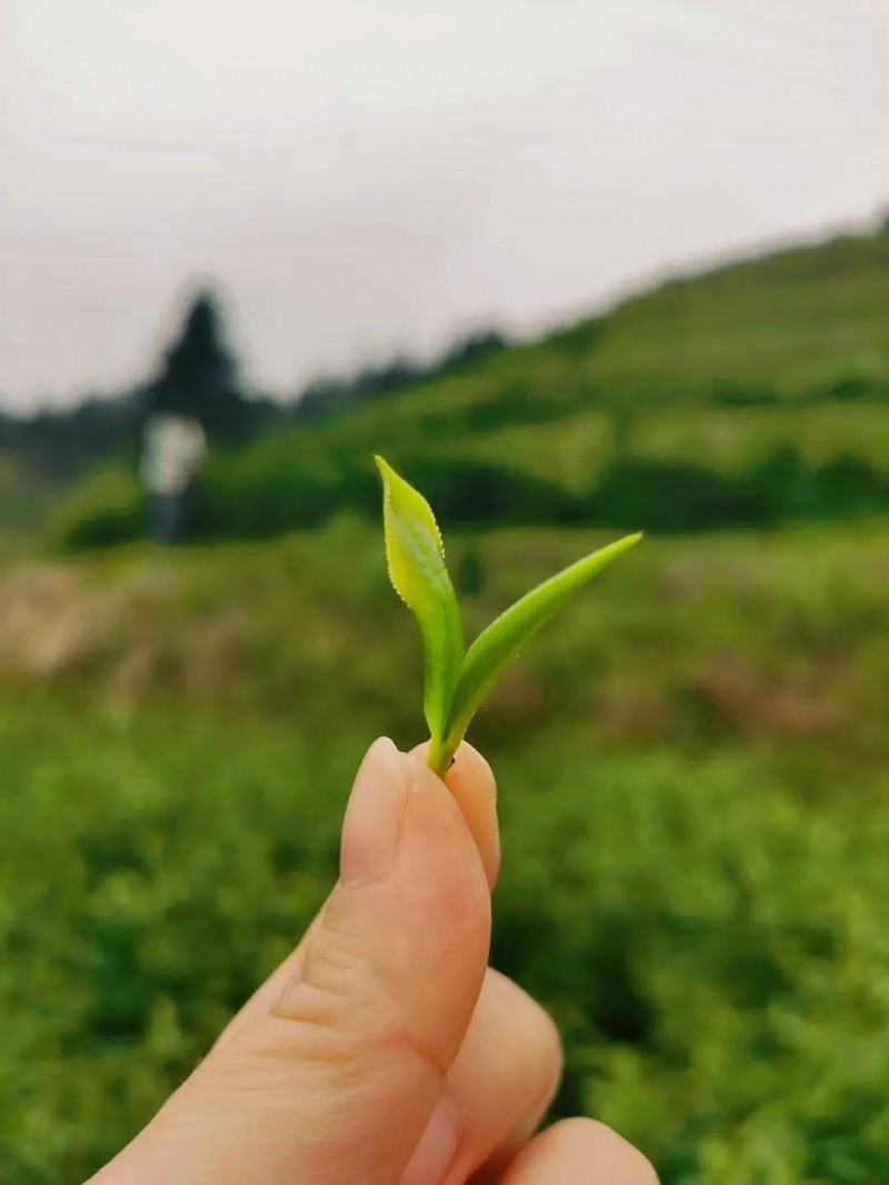 湖南茶博会